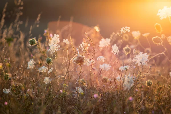 自然を背景に 夕日の空に野生の花と美しい夏の牧草地 太陽のフレアと美の自然フィールドの背景 — ストック写真
