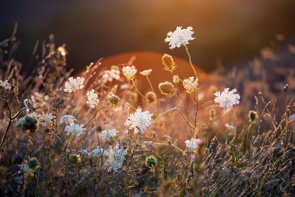 自然を背景に 夕日の空に野生の花と美しい夏の牧草地 太陽のフレアと美の自然フィールドの背景 — ストック写真