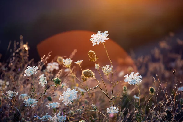 Nature Backdrop Beautiful Summer Meadow Wild Flowers Sunset Sky Beauty — Stock Photo, Image