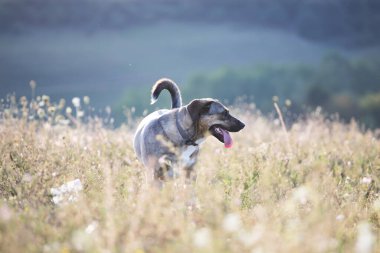 Yaz tarlasında gün batımında sevimli kırma köpek..