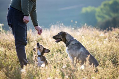Yazın gün batımında köpeklerini eğiten bir adam..