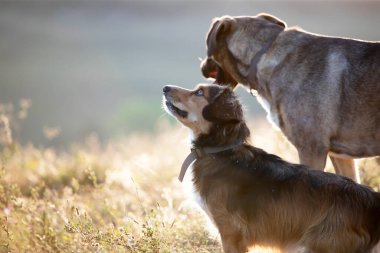 Yaz tarlasında gün batımında sevimli melez köpekler..