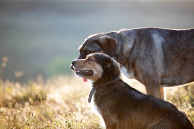 Yaz tarlasında gün batımında sevimli melez köpekler..