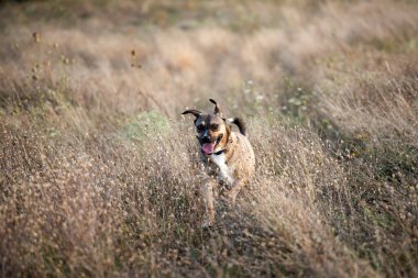 Yaz tarlasında gün batımında sevimli kırma köpek..