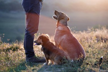 Yazın gün batımında köpeklerini eğiten bir adam..