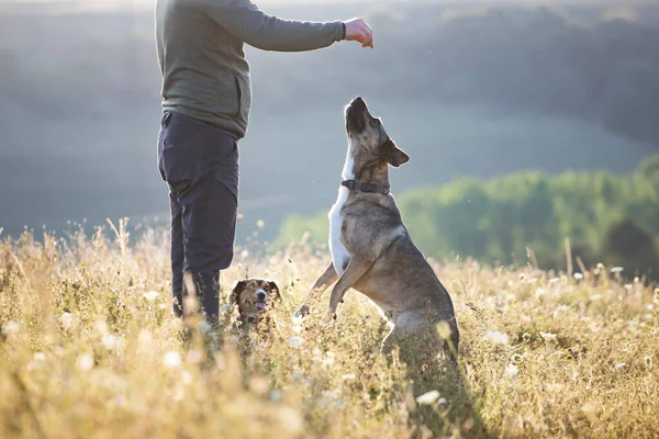 Человек Обучает Тренирует Своих Собак Открытом Воздухе Летний Закат — стоковое фото