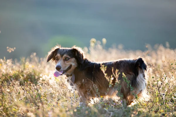 Adorable Mongrel Dog Summer Field Sunset — Stock Photo, Image