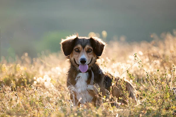 Adorable Mongrel Dog Summer Field Sunset — Stock Photo, Image