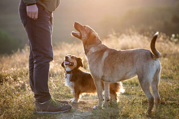 Man Teaching Training His Dogs Outdoor Summer Sunset — Stock Photo, Image