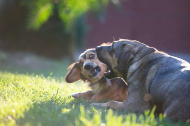 Köpekler yaz günbatımında birlikte oynuyorlar.