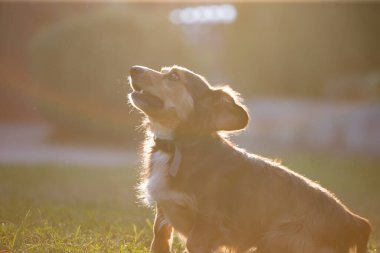 Köpekler yaz günbatımında birlikte oynuyorlar.