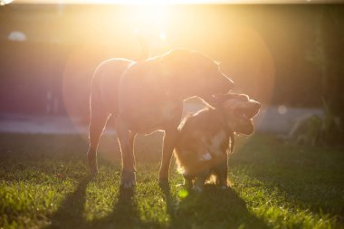 Köpekler yaz günbatımında birlikte oynuyorlar.