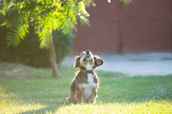 Cani Che Giocano Insieme All Aperto Nel Tramonto Estivo — Foto Stock