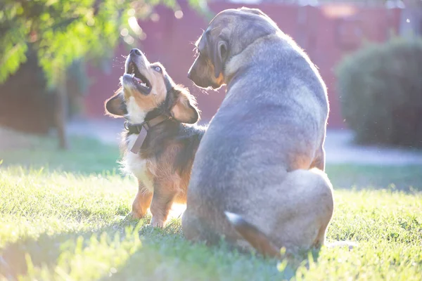 Psy Bawią Się Razem Świeżym Powietrzu Letni Zachód Słońca — Zdjęcie stockowe