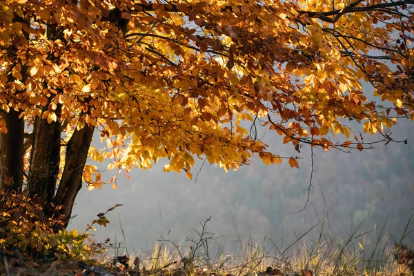 Magic Autumn Landscape Golden Oak Tree Sunset — Stock Photo, Image