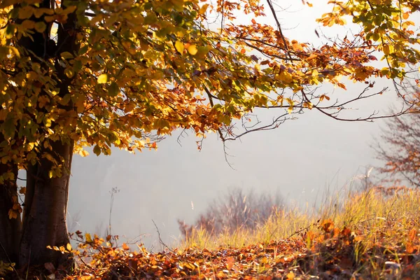 神奇的秋天风景 日落中的金黄橡树 — 图库照片