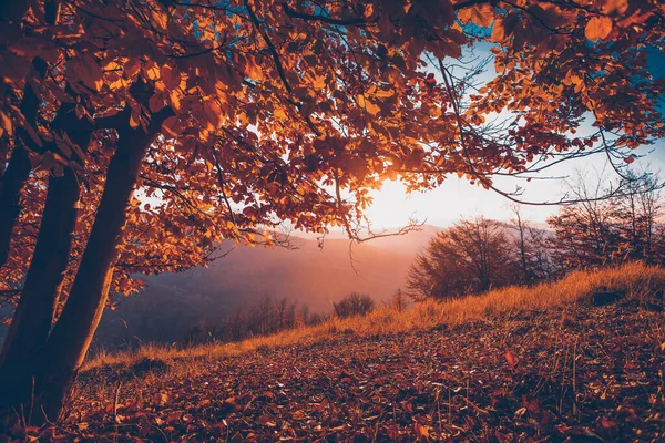 Magic Autumn Landscape Golden Oak Tree Sunset — Stock Photo, Image