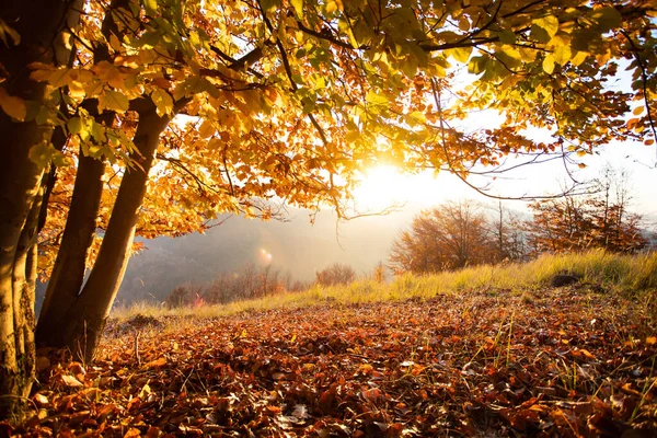 神奇的秋天风景 日落中的金黄橡树 — 图库照片