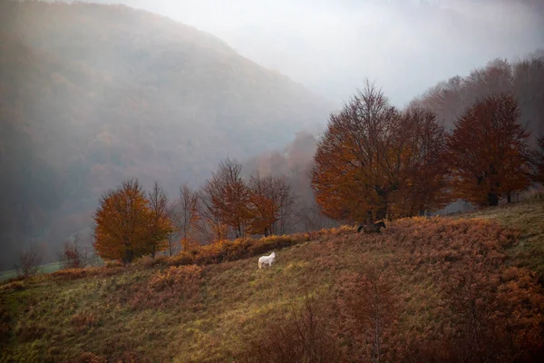 Dromerige Scène Van Paarden Grazen Weide Bij Zonsondergang Herfst — Stockfoto