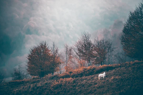 秋の日没時に牧草地で放牧馬の夢のシーン — ストック写真