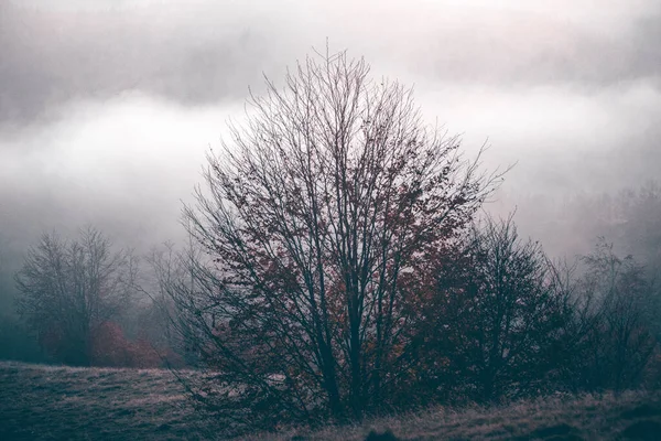 Verbazingwekkend Herfstlandschap Met Kleurrijk Bos Bij Zonsondergang — Stockfoto