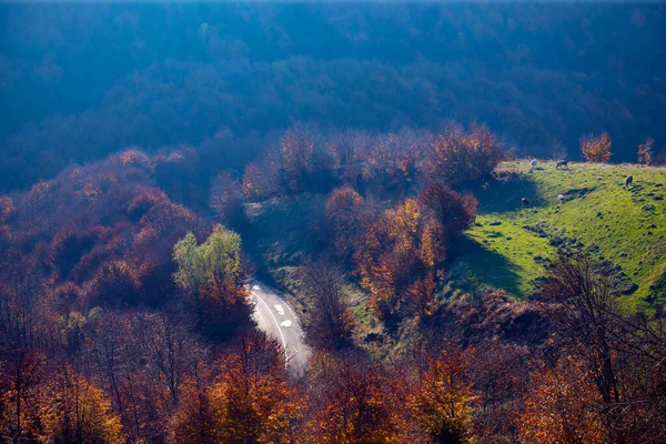 Удивительный Осенний Пейзаж Красочным Лесом — стоковое фото