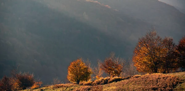 Erstaunliche Herbstlandschaft Mit Buntem Wald — Stockfoto