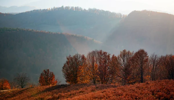 Niesamowity Jesienny Krajobraz Kolorowym Lasem — Zdjęcie stockowe