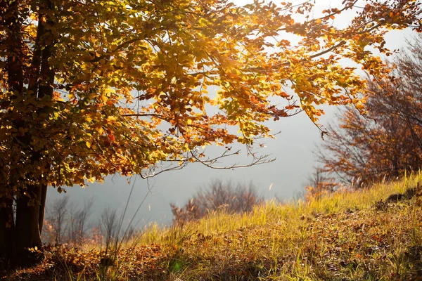 Magic Autumn Landscape Golden Oak Tree Sunset — Stock Photo, Image