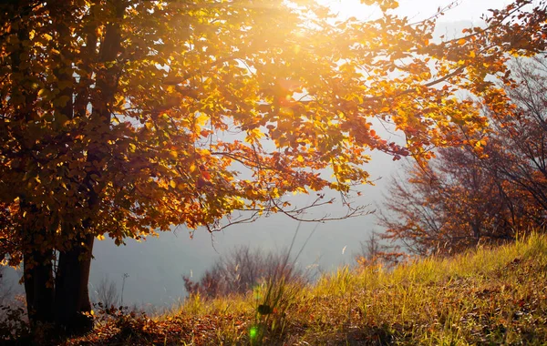 Magic autumn landscape - golden oak tree in sunset.