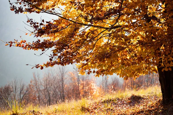 Magic Autumn Landscape Golden Oak Tree Sunset — Stock Photo, Image