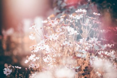 Kozmos çiçekleri arka planda vintage tarzı