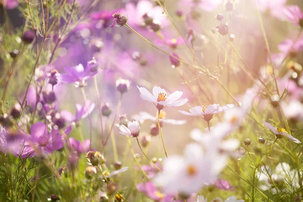 Cosmos Flores Fondo Estilo Vintage — Foto de Stock