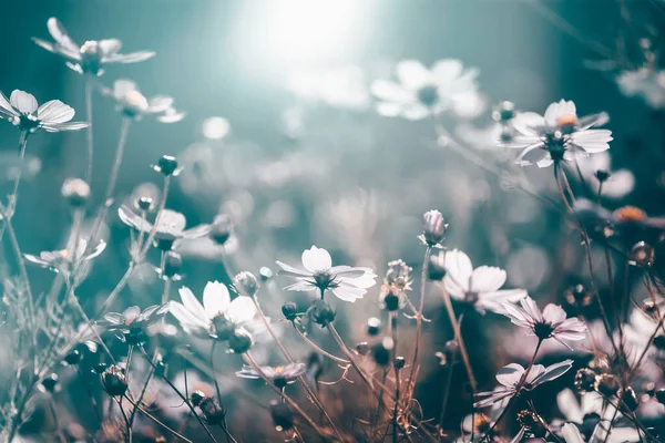 Kozmos çiçekleri arka planda vintage tarzı