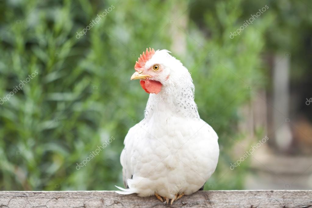 https://st2.depositphotos.com/1020509/5212/i/950/depositphotos_52126779-stock-photo-chicken-on-fence.jpg