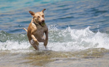 Köpek suda oynuyor.