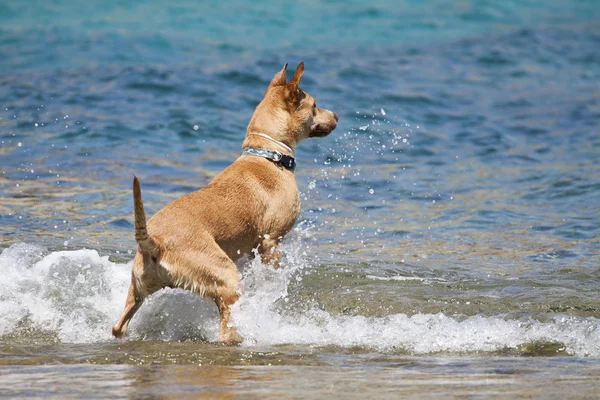 Cane che gioca in acqua — Foto Stock