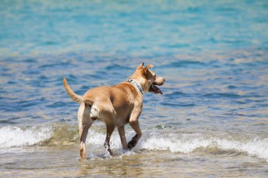 Köpek suda oynuyor.
