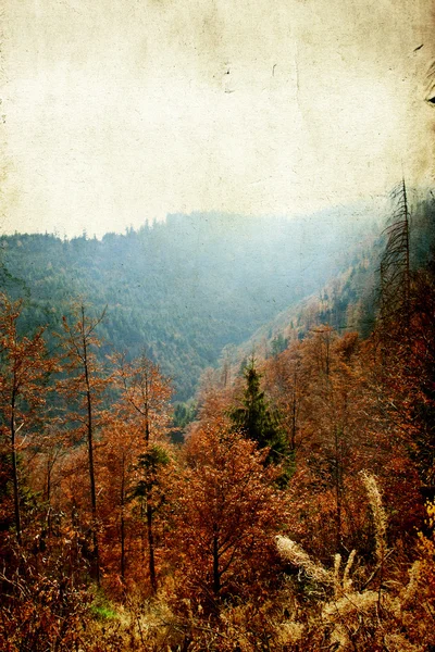 Herfstbos — Stockfoto