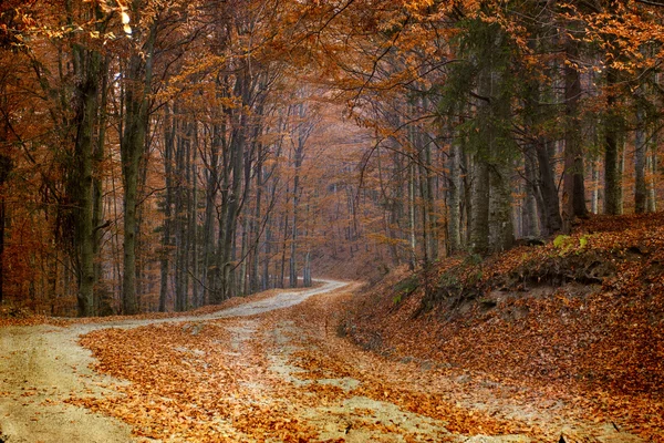 Gebogen weg in herfst bos — Stockfoto