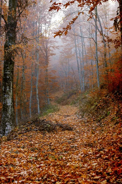 Feuilles sentier couvert dans la forêt — Photo