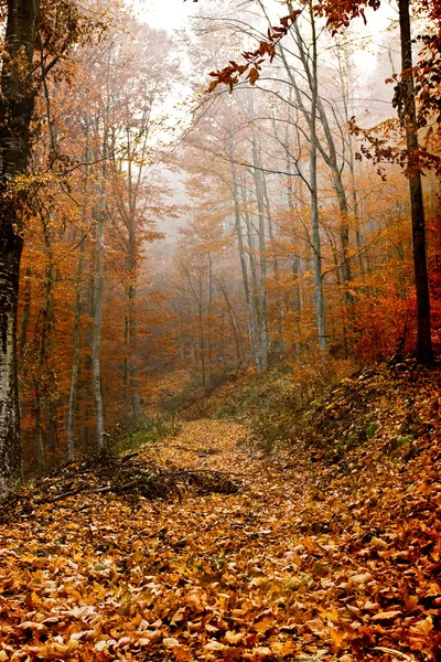 Folhas caminho coberto na floresta — Fotografia de Stock