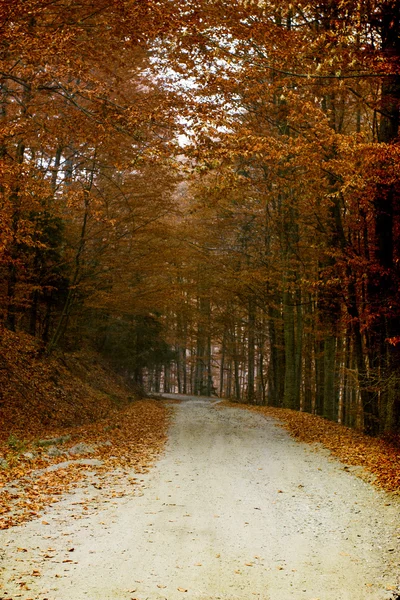 Kurvenreiche Straße im Herbstwald — Stockfoto