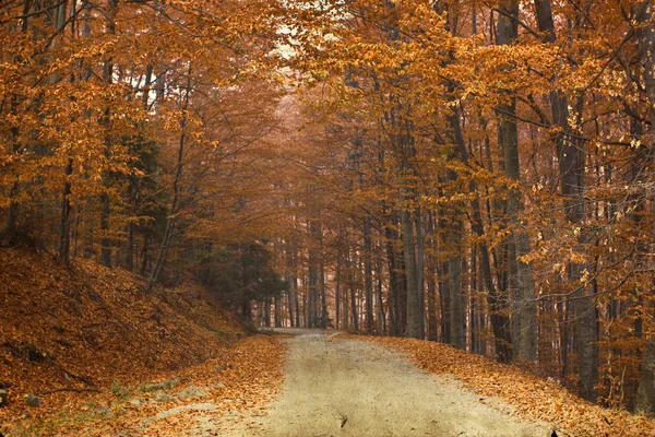 Gebogen weg in herfst bos — Stockfoto