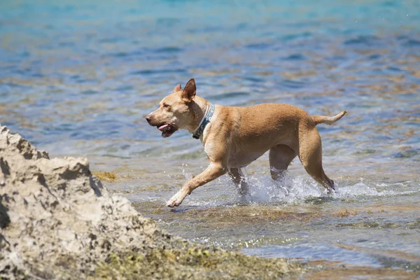 Dog playing in the water — Stock Photo, Image