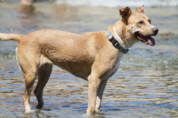 Dog playing in the water — Stock Photo, Image