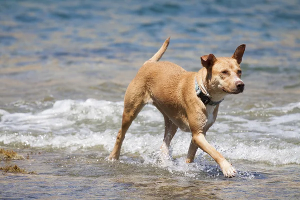 Dog playing in the water — Stock Photo, Image