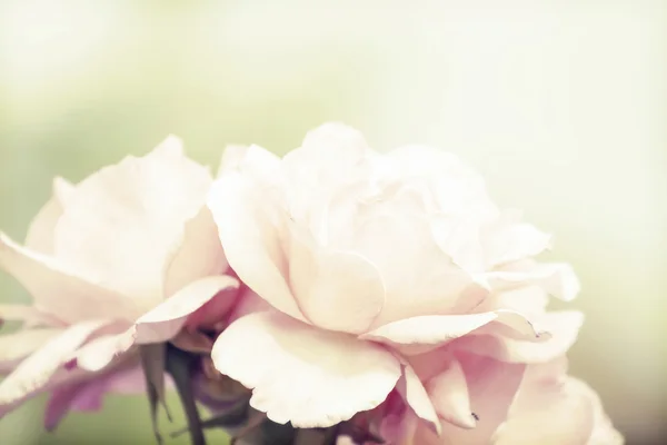 Pink rose with soft focus — Stock Photo, Image