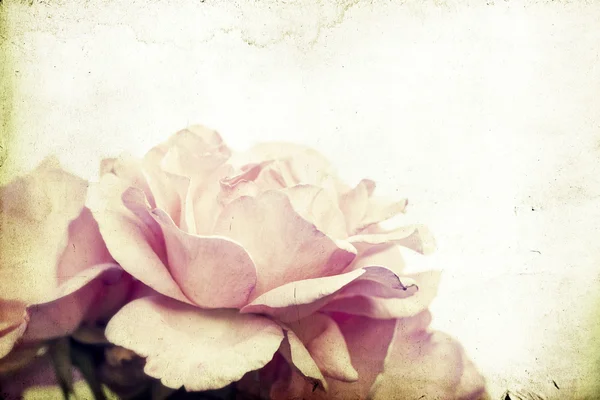 粉红色的玫瑰与软焦点 — 图库照片