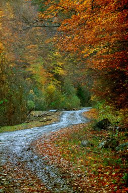 sonbahar ormandaki kıvrımlı yol